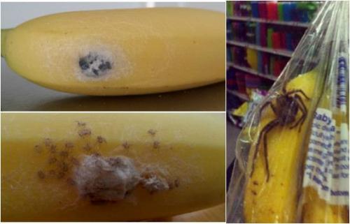 Самые ядовитые существа в мире