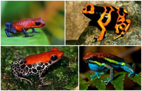 Самые ядовитые существа в мире