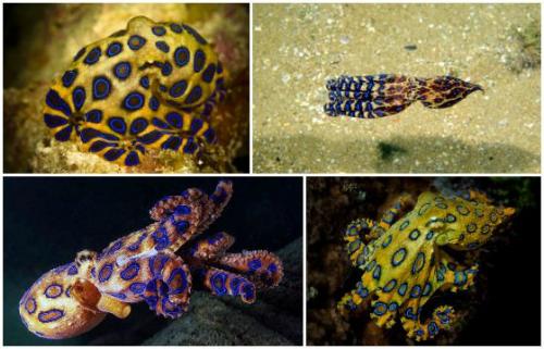 Самые ядовитые существа в мире