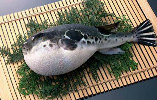 Самые ядовитые существа в мире