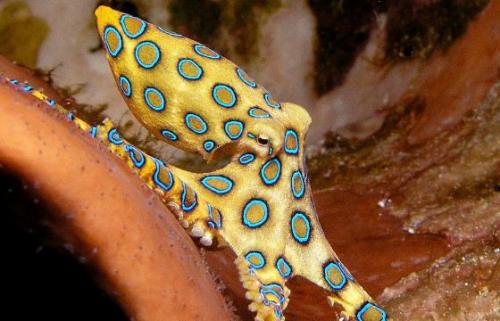 Самые ядовитые существа в мире