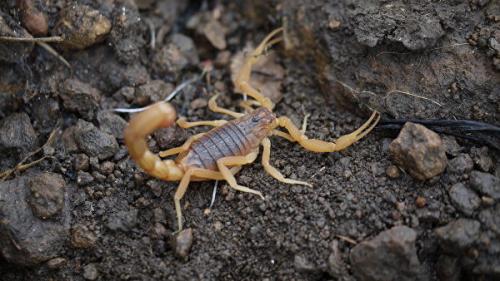 Самые ядовитые существа в мире