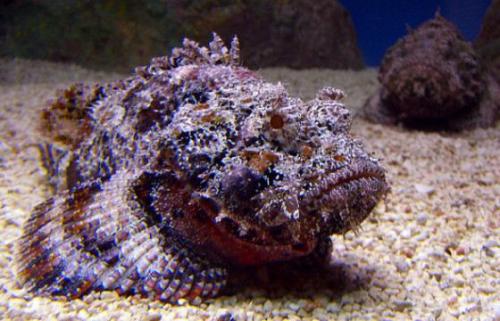 Самые ядовитые существа в мире