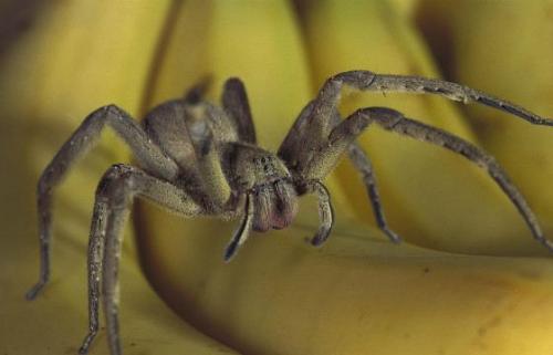 Самые ядовитые существа в мире