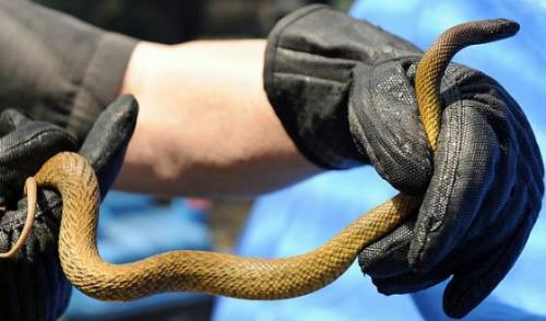 Самые ядовитые существа в мире