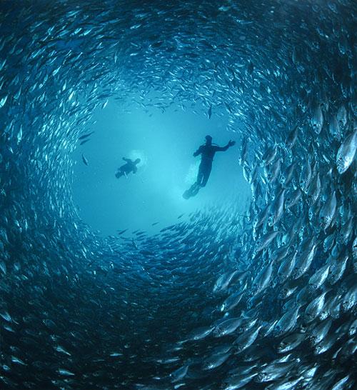 Подводный фотогуру мечтает стать русалкой