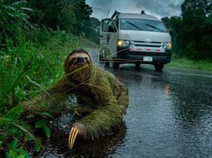 Лучшие фото природы от Британского экологического общества