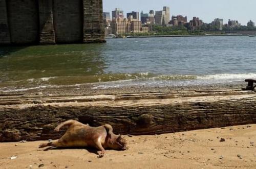 15 таинственных существ, выброшенных из океана на берег