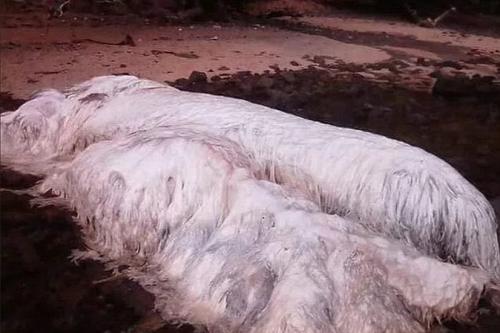 15 таинственных существ, выброшенных из океана на берег