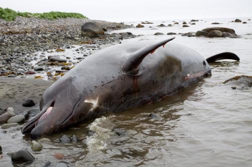 15 таинственных существ, выброшенных из океана на берег