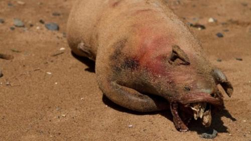 15 таинственных существ, выброшенных из океана на берег