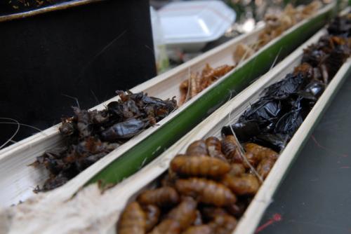 На военных учениях морпехи ели скорпионов