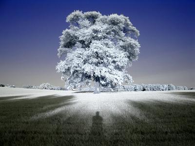 Увидеть невидимое: инфракрасная фотография
