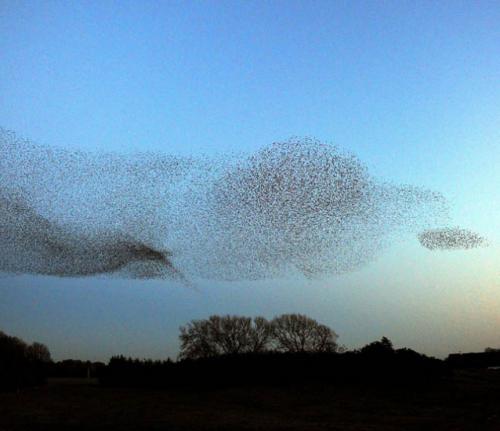 Воздушные танцы тысяч скворцов в небе над Шотландией