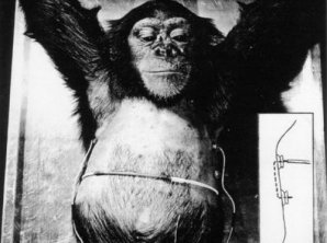 Животные, которые повлияли на историю