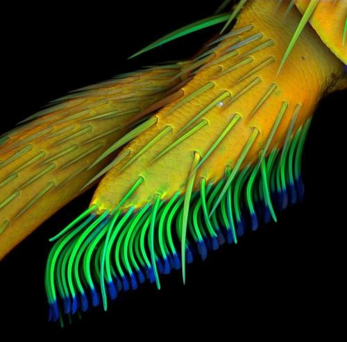 ТОП-10 конкурса микрофотографии
