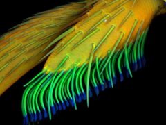 ТОП-10 конкурса микрофотографии