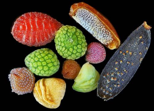 ТОП-10 конкурса микрофотографии