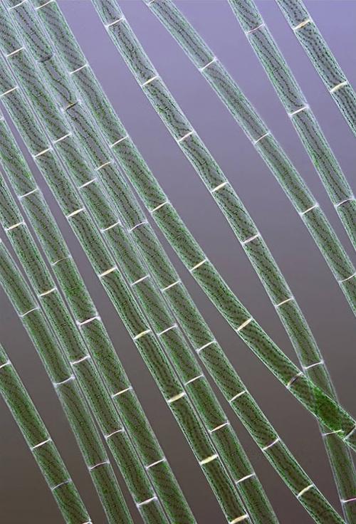 ТОП-10 конкурса микрофотографии