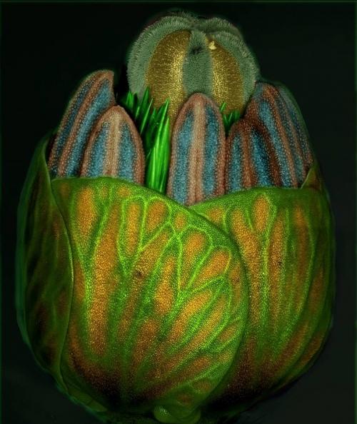 ТОП-10 конкурса микрофотографии