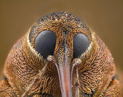 ТОП-10 конкурса микрофотографии