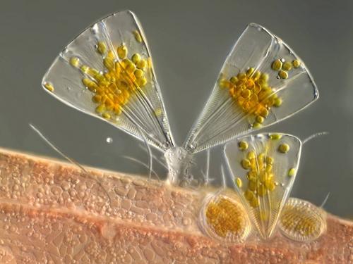 ТОП-10 конкурса микрофотографии