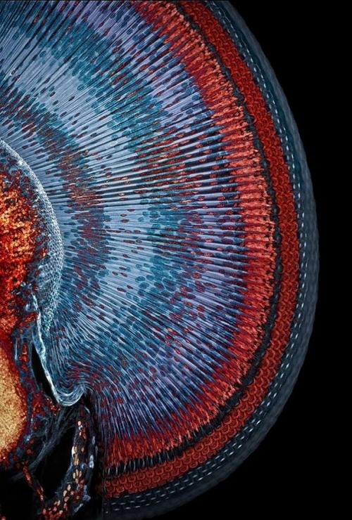 ТОП-10 конкурса микрофотографии