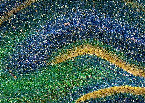 ТОП-10 конкурса микрофотографии