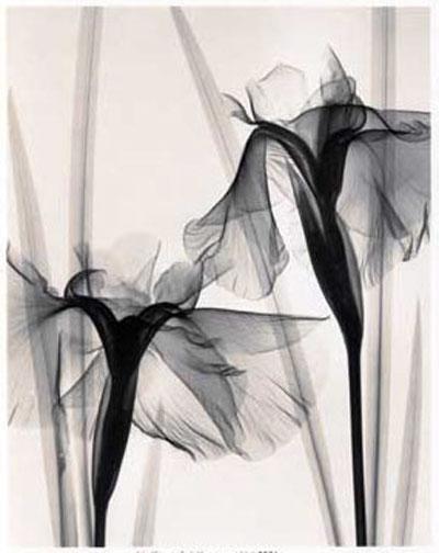 Откровение от Рентгена