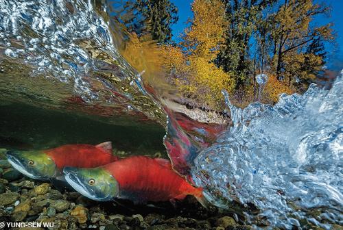 Призеры конкурса подводной фотографии