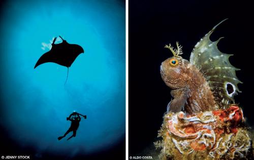 Призеры конкурса подводной фотографии
