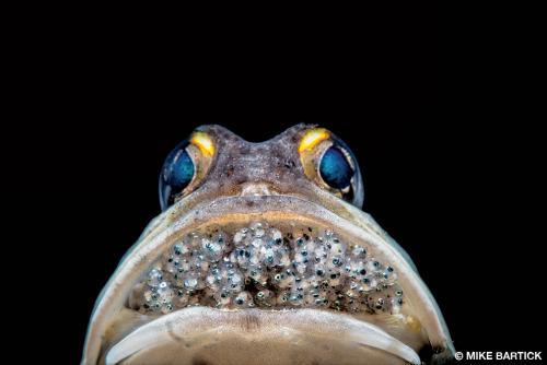 Призеры конкурса подводной фотографии