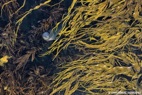 Призеры конкурса подводной фотографии