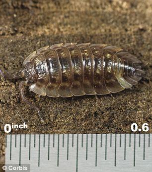 В Мексиканском заливе поймали гигантскую мокрицу