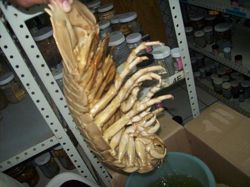 В Мексиканском заливе поймали гигантскую мокрицу