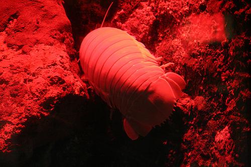 В Мексиканском заливе поймали гигантскую мокрицу