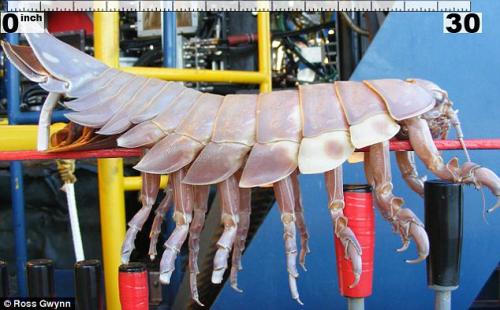 В Мексиканском заливе поймали гигантскую мокрицу