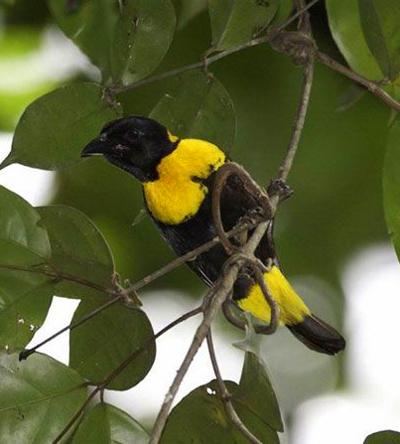 Топ-20 самых необычных животных, найденных за последние 20 лет