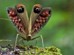 Топ-20 самых необычных животных, найденных за последние 20 лет