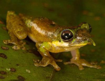 Топ-20 самых необычных животных, найденных за последние 20 лет