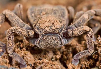 Топ-20 самых необычных животных, найденных за последние 20 лет