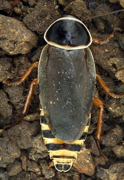 Топ-20 самых необычных животных, найденных за последние 20 лет