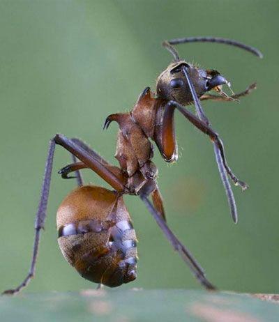 Топ-20 самых необычных животных, найденных за последние 20 лет