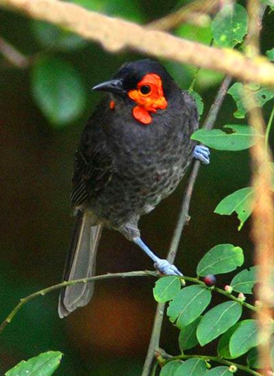 Топ-20 самых необычных животных, найденных за последние 20 лет