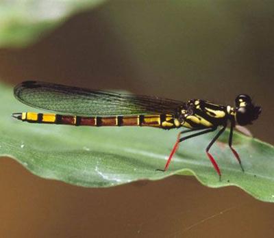 Топ-20 самых необычных животных, найденных за последние 20 лет