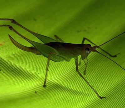 Топ-20 самых необычных животных, найденных за последние 20 лет