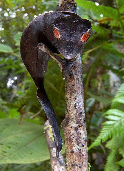 Топ-20 самых необычных животных, найденных за последние 20 лет