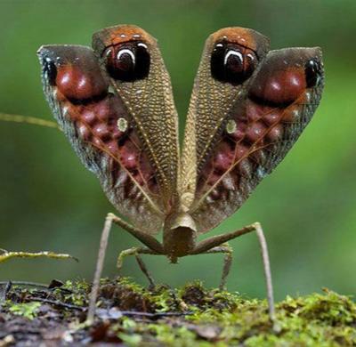 Топ-20 самых необычных животных, найденных за последние 20 лет