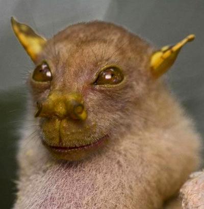 Топ-20 самых необычных животных, найденных за последние 20 лет