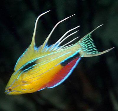 Топ-20 самых необычных животных, найденных за последние 20 лет